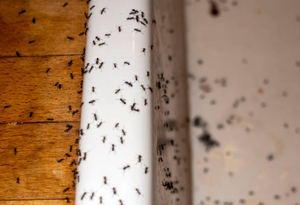 Best Pest Control for Homes  in Hebron, NE